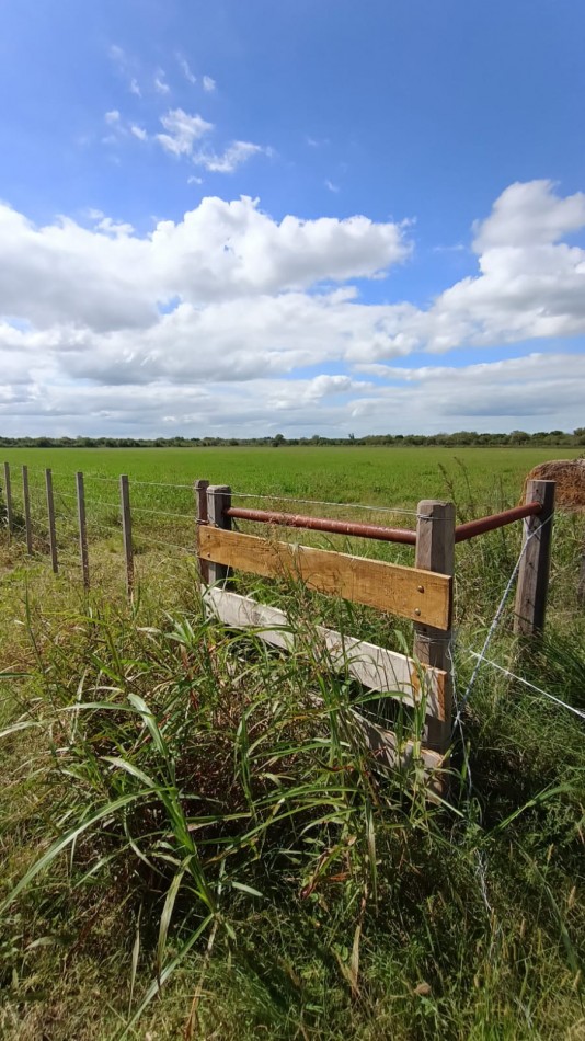 Campo Ejido Antonio Tomas 